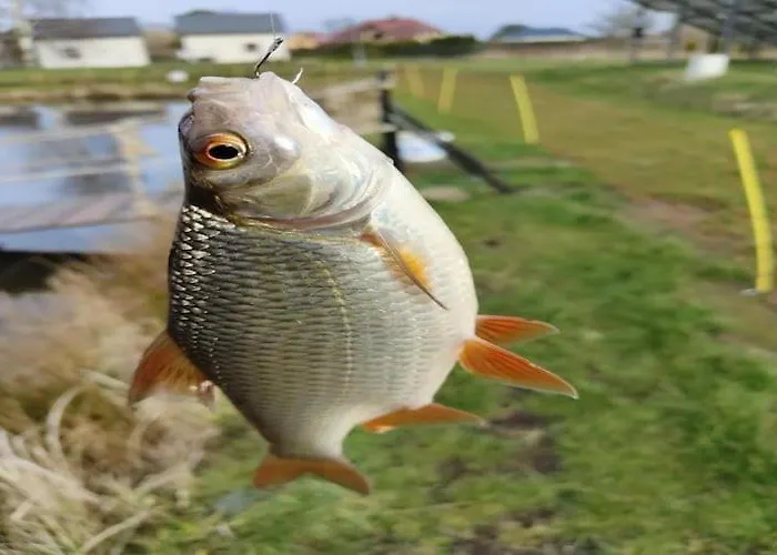 Tatil Evi Comfortable Home, Sauna, Fishing Pond Wodnica (Pomerania)